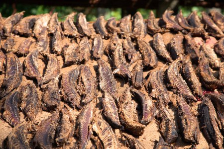 Téléchargez les photos : Éviscérés transformés de nombreux petits filets de thon sont séchés au soleil. préparer du poisson salé à la manière traditionnelle sri-lankaise - en image libre de droit