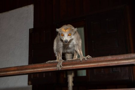 Crowned lemur (Eulemur coronatus) funny animal sits on the railing of the veranda of a bungalow and takes fruit from the hands of an unrecognizable person
