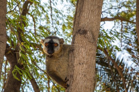 Red-bellied Lemur - Eulemur rubriventer, rain forest Madagascar east coast. Cute primate portrait closeup. Madagascar endemic. Kimony park hotel