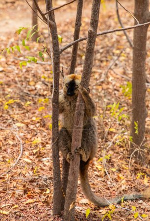 Lémur marrón (Eulemur fulvus) con ojos naranjas. Animal endémico en peligro de extinción en tronco de árbol en hábitat natural, animal salvaje de Madagascar. Lindo primate divertido común.