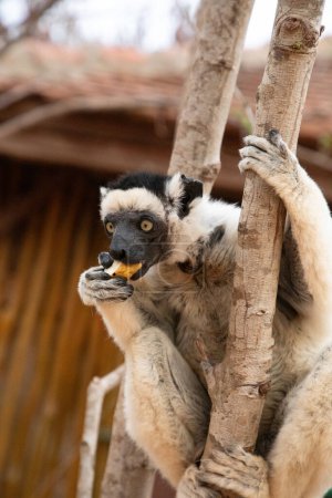 Photo for Verreaux's sifaka in Kimony hotel park. White sifaka with dark head on Madagascar island fauna. cute and curious primate with big eyes. Famous dancing lemur - Royalty Free Image