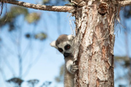 lémurien gris à queue cerclée en milieu naturel dans le parc privé Madagascar. Gros plan mignon primate. drôle mignon smal animal