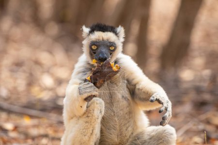 Verreaux's sifaka in Kimony hotel park. White sifaka with dark head on Madagascar island fauna. cute and curious primate with big eyes. Famous dancing lemur