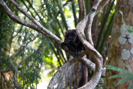 Schwarzer Lemur (Eulemur Coronatus), ein endemisches Tier aus Madagaskar. Palmarium park hotel. selektiver Fokus niedlich lustig lebendig schwarzes Tier mit orangen Augen