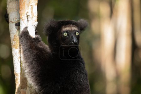 Lemur Indri indri, babakoto lémur blanco y negro más grande de Madagascar. fondo del bosque lluvioso retroiluminado, animal close-up.cute con penetrantes ojos azules en enfoque selectivo. Palmarium park hotel