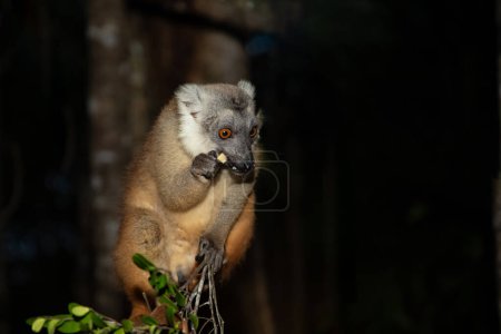 Lemur treibt auf der Veranda des Bungalows sein Unwesen und wartet auf Nahrung. niedlichen frechen kleinen Tier endemisch Madagaskar. Park hotel Palmarium