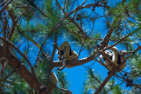 Sifaka on tree. Madagascar endemic wildlife. Africa nature. Coquerel's sifaka, Propithecus coquereli, Ankarafantsika NP. bottom view against the blue sky. cute comical animal