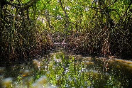 Mangroven-Habitat geteilt Blick über und unter Wasseroberfläche, Laub mit Wurzeln und Fischschwärmen unter Wasser in Sri Lanka