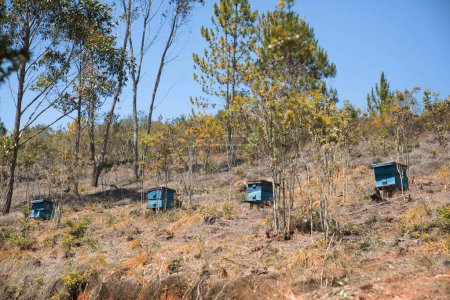 several homemade blue hives in the Madagascar forest for wild bees.