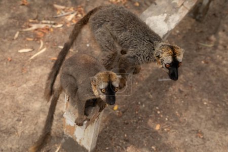 Lémur marrón (Eulemur fulvus) con ojos naranjas. Animal endémico en peligro de extinción en tronco de árbol en hábitat natural, animal salvaje de Madagascar. Lindo primate divertido común.