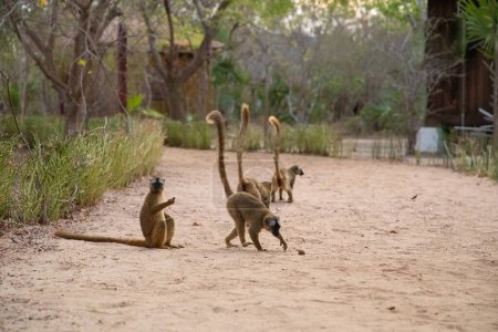 lémurien brun (Eulemur fulvus) lémurien brun mignon drôle dans son habitat naturel, à Madagascar dans un parc national