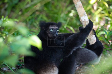 Foto de Lemur Indri indri, babakoto lémur blanco y negro más grande de Madagascar. fondo del bosque lluvioso retroiluminado, animal close-up.cute con ojos azules penetrantes en enfoque selectivo. - Imagen libre de derechos