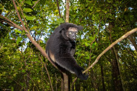 Foto de Lemur Indri indri, babakoto lémur blanco y negro más grande de Madagascar. fondo del bosque lluvioso retroiluminado, animal close-up.cute con ojos azules penetrantes en enfoque selectivo. - Imagen libre de derechos