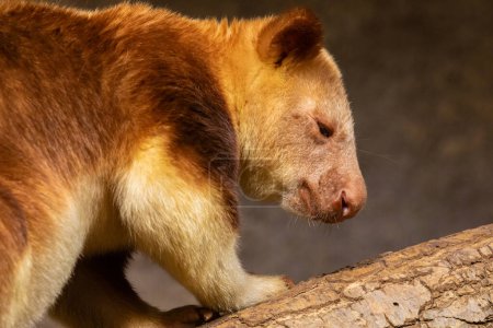 Goodfellow's Tree Kangaroo, dendrolagus goodfellowi buergersi, portrait of very cute rare red animal. arboreal endemic of new guinea. close up