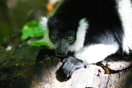 Black and white Ruffed Lemur cute animal. Vivid nature background. rare endemic protection and care concept at Berlin Zoo