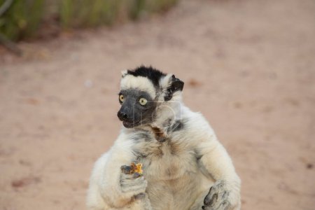 Verreaux's White sifaka with dark head on Madagascar island fauna. cute and curious primate with big eyes. Famous dancing lemur