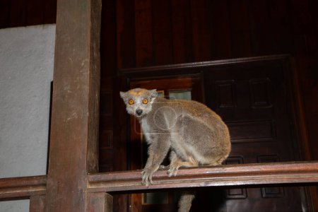 Lémurien couronné (Eulemur coronatus) drôle d'animal assis sur la rampe de la véranda d'un bungalow et prend des fruits des mains d'une personne méconnaissable