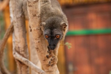 brown lemur (Eulemur fulvus) with orange eyes. Endangered endemic animal on tree trunk in natural habitat, Madagascar wildlife animal. Cute Common funny primate.