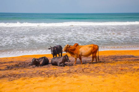 Las vacas descansan tumbadas y de pie en la tradicional playa de Sri Lanka. Fondo divertido natural vivo naranja, azul y gris