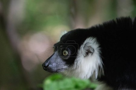 Black and white Ruffed Lemur cute animal. Vivid nature background. rare endemic protection and care concept