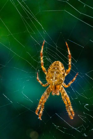 Retrato de araña naranja peluda (araña de jardín europea o araña cruzada o tejedor de orugas cruzadas o araña diadema, Araneus diadematus) gran hermoso y brillante female.selective foco se encuentra en el centro de la web.