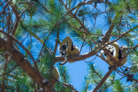 Sifaka auf Baum. Madagaskar endemische Tierwelt. Afrika Natur. Coquerel-Sifaka, Propithecus coquereli, Ankarafantsika. Blick von unten auf den blauen Himmel. Niedliches komisches Tier