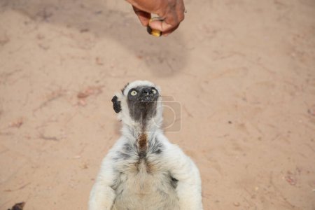 Photo for Verreaux's White sifaka with dark head on Madagascar island fauna. cute and curious primate with big eyes. Famous dancing lemur - Royalty Free Image