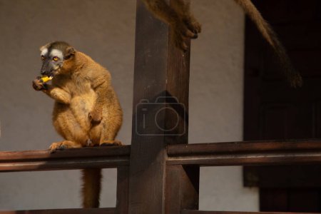 Kronenmaki (Eulemur coronatus) lustiges Tier sitzt auf dem Geländer der Veranda eines Bungalows und nimmt Früchte aus den Händen einer unkenntlichen Person