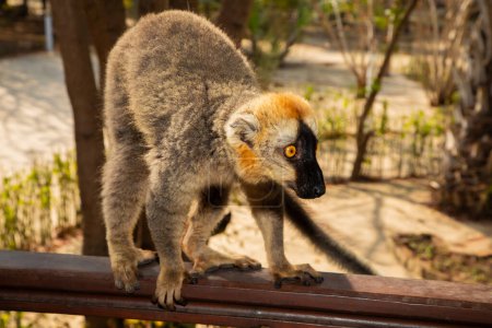 Lemur de vientre rojo - Eulemur rubriventer, selva Madagascar costa este. Bonito primer retrato de primate. Madagascar endémica. Hotel Kimony Park