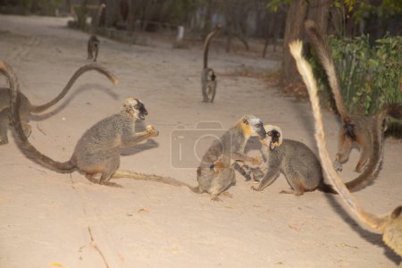 brown lemur (Eulemur fulvus) funny cute brown lemur in its natural habitat, in Madagascar in a national park
