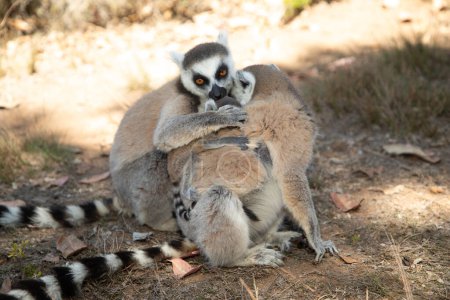 Ringschwanzmaki in natürlicher Umgebung im privaten Park Madagaskar. Close-up niedlichen Primaten. Lustiges süßes kleines Tier