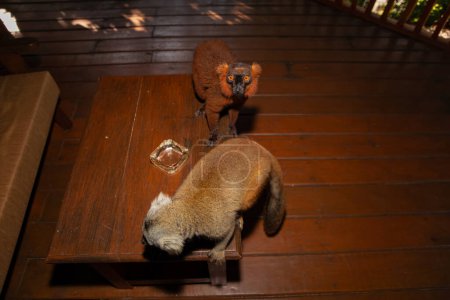 Rotmaki (Eulemur Coronatus), ein endemisches Tier aus Madagaskar. Palmarium park hotel. selektiver Fokus niedlich lustig lebendig rotes Tier mit schwarz-rotem Muster auf dem Kopf und orangefarbenen Augen
