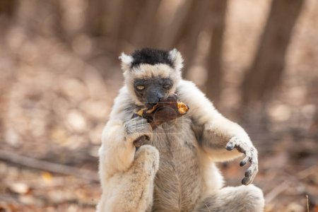 Sifaka de Verreaux en el parque del hotel Kimony. Sifaka blanco con cabeza oscura en la fauna de la isla de Madagascar. lindo y curioso primate con grandes ojos. Lémur bailarín famoso