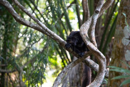 black lemur (Eulemur Coronatus), endemic animal from Madagascar. Palmarium park hotel. selective focus cute funny vivid black animal with orange eyes