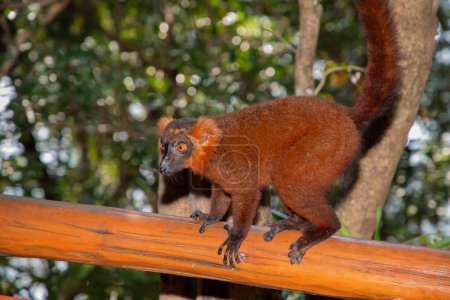 Rotmaki (Eulemur Coronatus), ein endemisches Tier aus Madagaskar. Palmarium park hotel. selektiver Fokus niedlich lustig lebendig rotes Tier mit schwarz-rotem Muster auf dem Kopf und orangefarbenen Augen