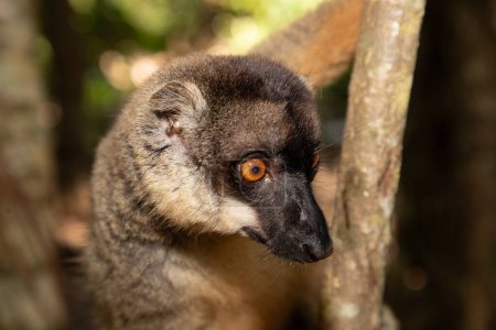 Crowned lemur (Eulemur Coronatus), endemic animal from Madagascar. Palmarium park hotel. selective focus cute funny gray animal with red pattern on head.