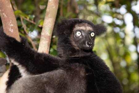 Lémurien Indri indri, babakoto noir et blanc plus grand lémurien de Madagascar. fond de forêt tropicale rétro-éclairé, gros plan. animal mignon aux yeux bleus perçants en mise au point sélective. Hôtel Palmarium park