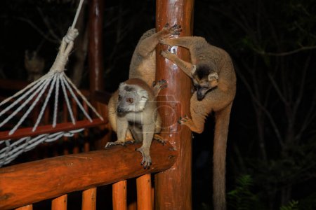 Lemur mischiefs on the veranda of the bungalow and waits for food. cute naughty little animal endemic Madagascar. Park hotel Palmarium