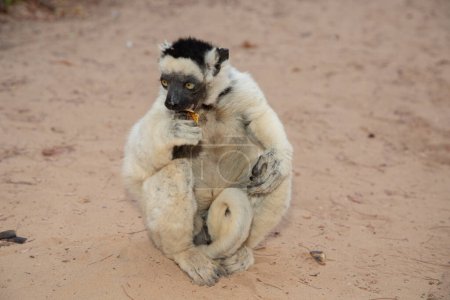 Photo for Verreaux's White sifaka with dark head on Madagascar island fauna. cute and curious primate with big eyes. Famous dancing lemur - Royalty Free Image