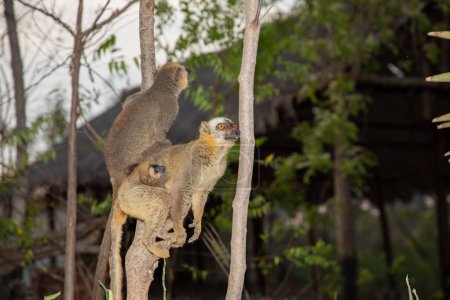 brown lemur (Eulemur fulvus) funny cute brown lemur in its natural habitat, in Madagascar in a national park