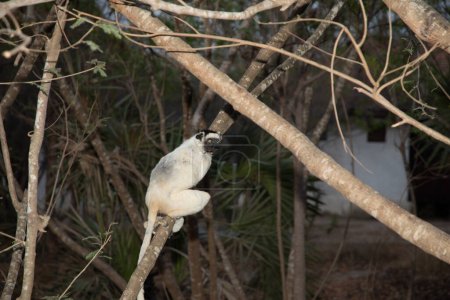 Verreaux's White sifaka with dark head on Madagascar island fauna. lindo y curioso primate con grandes ojos. Lémur bailarín famoso