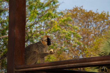 Lémurien à ventre rouge - Eulemur rubriventer, forêt tropicale Madagascar côte est. Mignon portrait de primate gros plan. Madagascar endémique.