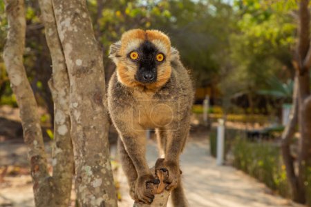 Photo for Red-bellied Lemur - Eulemur rubriventer, rain forest Madagascar east coast. Cute primate portrait closeup. Madagascar endemic. - Royalty Free Image
