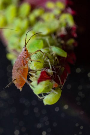 insecto áfido que vive en el jardín en rosas y arbustos en verano. aumento quíntuple macro extra mega, retrato macro grande muy cercano de pulgones