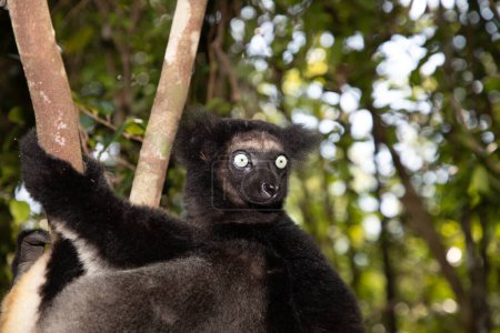 Lémurien Indri indri, babakoto noir et blanc plus grand lémurien de Madagascar. fond de forêt tropicale rétro-éclairé, gros plan. animal mignon avec des yeux bleus perçants en mise au point sélective.