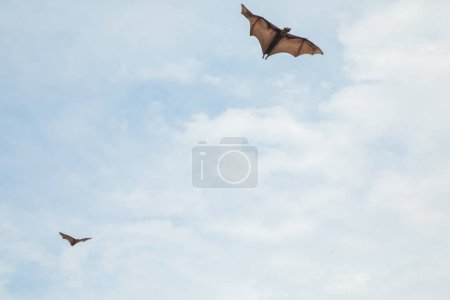 close-up hanging Mariana fruit bat (Pteropus mariannus) on blue sky nature background in Sri Lanka . wild animals in a natural environment for yourself