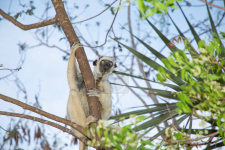 Sifaka blanc de Verreaux avec tête foncée sur la faune de l'île de Madagascar. mignon et curieux primate avec de grands yeux. Lémurien dansant célèbre