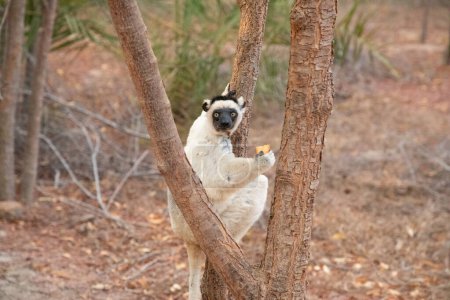 Le sifaka des Verreaux dans le parc de l'hôtel Kimony. Sifaka blanc avec tête foncée sur l'île de Madagascar faune. mignon et curieux primate avec de grands yeux. Lémurien dansant célèbre