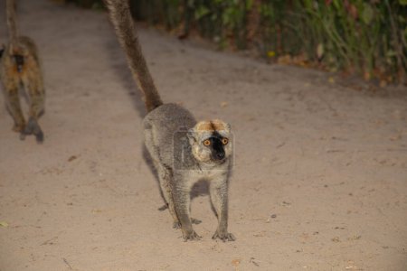 Téléchargez les photos : Lémurien brun Eulemur fulvus drôle de lémurien brun mignon dans son habitat naturel, à Madagascar dans un parc national - en image libre de droit