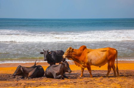 Kühe ruhen liegend und stehend am traditionellen Strand von Sri Lanka. Lustige natürliche lebendige orange, blau und grau Hintergrund